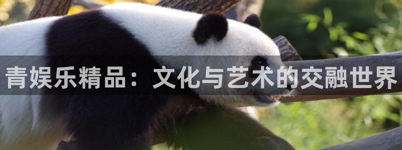 2元彩票体育用品：青娱乐精品：文化与艺术的交融世界